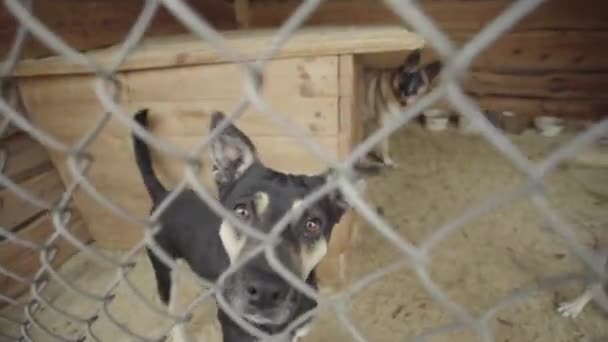 Dakloze honden in een hondenasiel. Langzame beweging — Stockvideo