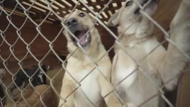 Cães sem abrigo num abrigo para cães. Movimento lento — Vídeo de Stock