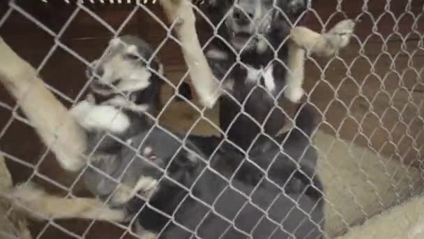 无家可归的狗在狗窝里慢动作 — 图库视频影像