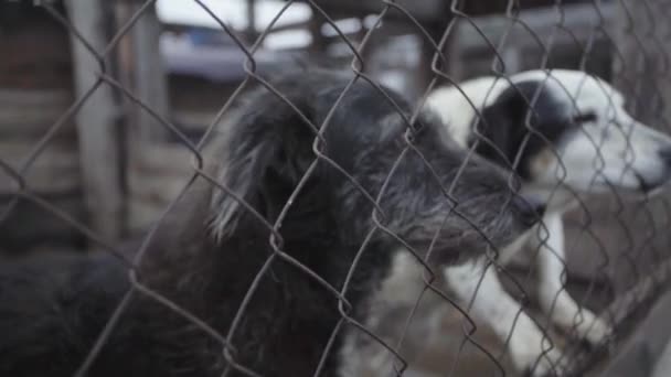 Cães sem abrigo num abrigo para cães. Movimento lento — Vídeo de Stock