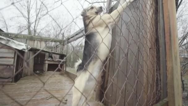 Dakloze honden in een hondenasiel. Langzame beweging — Stockvideo