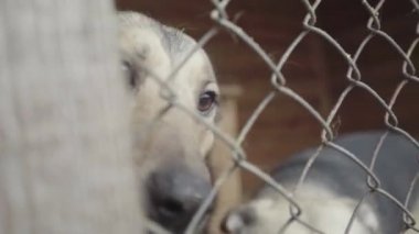 Köpek barınağında evsiz köpekler. Yavaş çekim