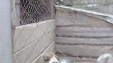 Köpek barınağında evsiz köpekler. Yavaş çekim