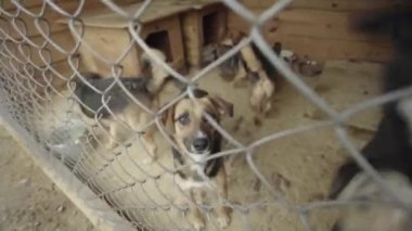 Köpek barınağında evsiz köpekler. Yavaş çekim