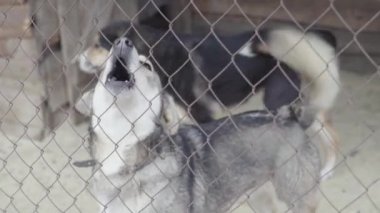 Köpek barınağında evsiz köpekler. Yavaş çekim