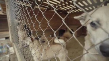 Köpek barınağında evsiz köpekler. Yavaş çekim