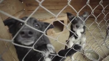 Köpek barınağında evsiz köpekler. Yavaş çekim