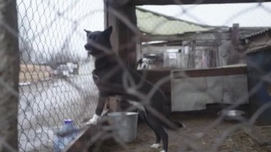 Köpek barınağında evsiz köpekler. Yavaş çekim