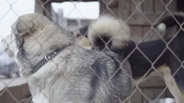 Köpek barınağında evsiz köpekler. Yavaş çekim