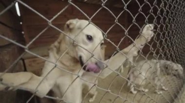Köpek barınağında evsiz köpekler. Yavaş çekim
