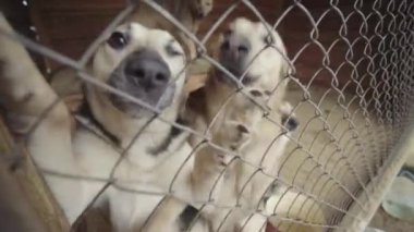 Köpek barınağında evsiz köpekler. Yavaş çekim