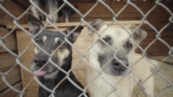 Dakloze honden in een hondenasiel. Langzame beweging — Stockvideo