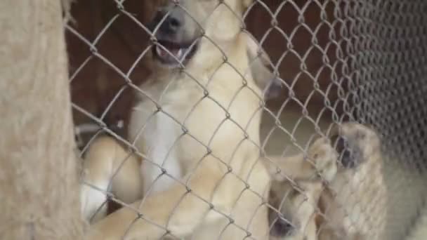 Dakloze honden in een hondenasiel. Langzame beweging — Stockvideo
