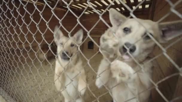 Cães sem abrigo num abrigo para cães. Movimento lento — Vídeo de Stock