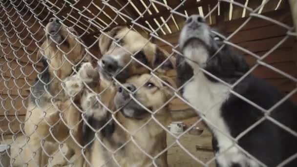 Perros sin hogar en un refugio para perros. Movimiento lento — Vídeo de stock