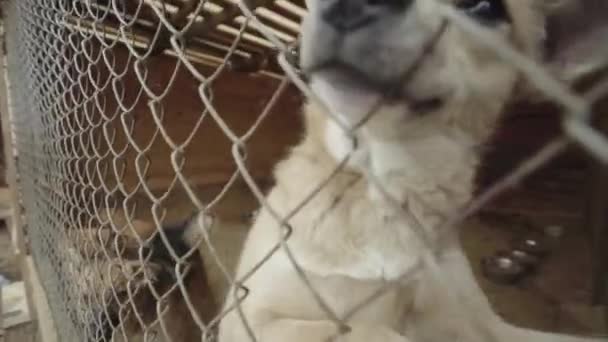 Perros sin hogar en un refugio para perros. Movimiento lento — Vídeo de stock