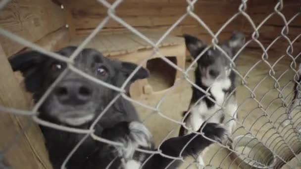 Perros sin hogar en un refugio para perros. Movimiento lento — Vídeo de stock