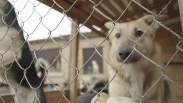 Cães sem abrigo num abrigo para cães. Movimento lento — Vídeo de Stock