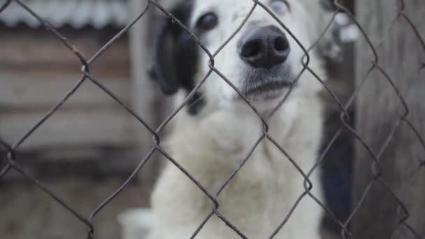 Hajléktalan kutyák egy kutyamenhelyen. Lassú mozgás. — Stock videók