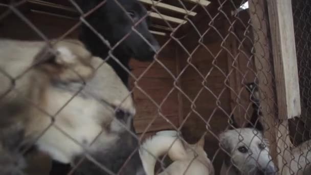 Dakloze honden in een hondenasiel. Langzame beweging — Stockvideo