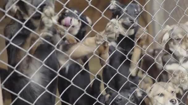 Perros sin hogar en un refugio para perros. Movimiento lento — Vídeos de Stock