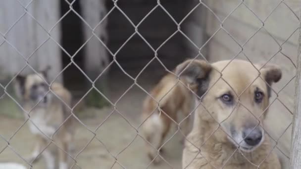 Cães sem abrigo num abrigo para cães. Movimento lento — Vídeo de Stock