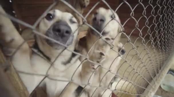 Perros sin hogar en un refugio para perros. Movimiento lento — Vídeos de Stock