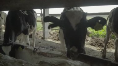 Çiftlikteki inek inekler. Tarım.