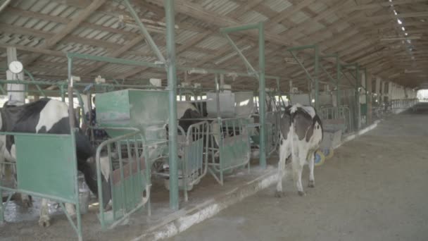 Vacas vacas na quinta. Movimento lento. Agricultura . — Vídeo de Stock