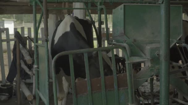 Vacas en la granja. En cámara lenta. Agricultura . — Vídeo de stock