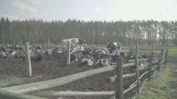 Koeienkoeien op de boerderij. Langzame beweging. Landbouw. — Stockvideo