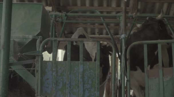 Cow cows on the farm. Slow motion. Agriculture. — Stock Video