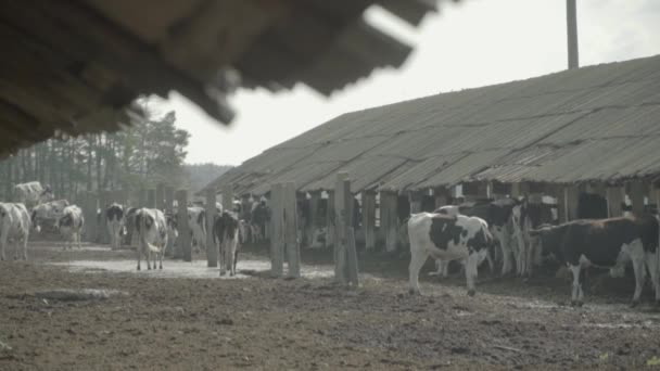 Koeienkoeien op de boerderij. Langzame beweging. Landbouw. — Stockvideo