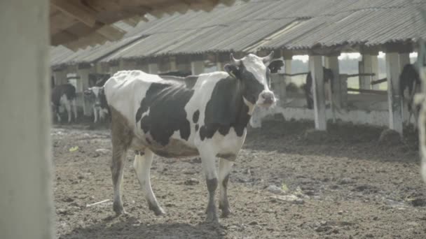 Krávy na farmě. Zpomal. Zemědělství. — Stock video