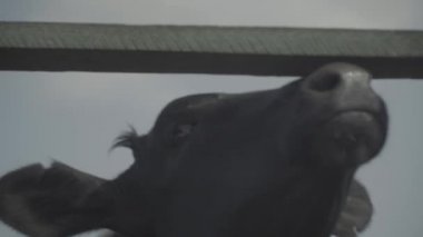 Çiftlikteki inek inekler. Tarım.