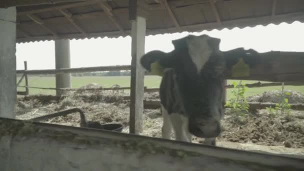 Krávy na farmě. Zemědělství. — Stock video