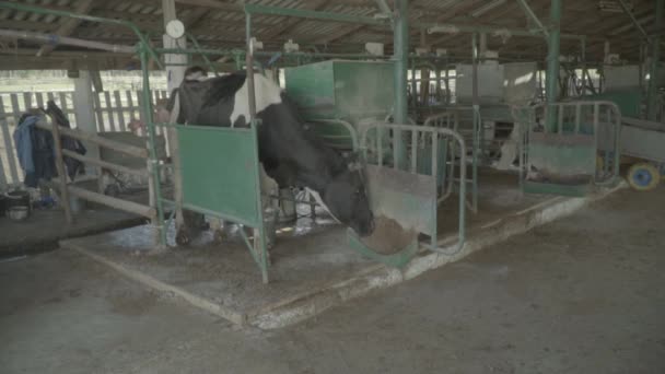 农场里的奶牛。慢动作农业. — 图库视频影像