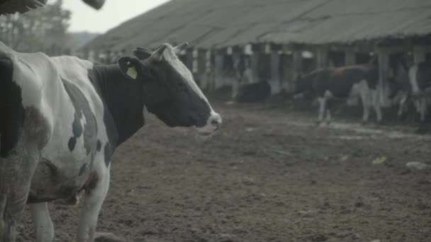 Коровы на ферме. Медленное движение. Сельское хозяйство . — стоковое видео
