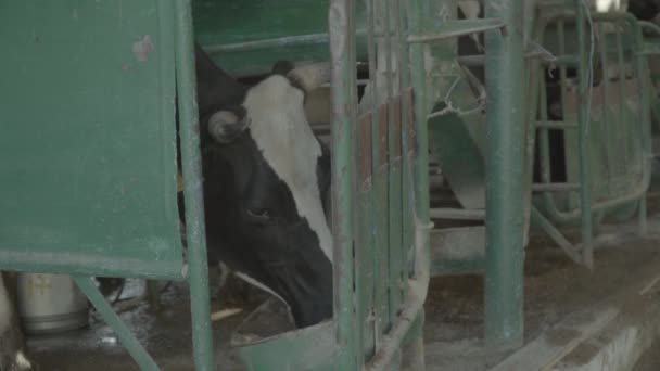 Koeienkoeien op de boerderij. Langzame beweging. Landbouw. — Stockvideo