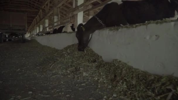 Ko kor på gården. Jordbruk. — Stockvideo