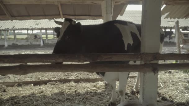 Mucche di mucca nella fattoria. Agricoltura . — Video Stock