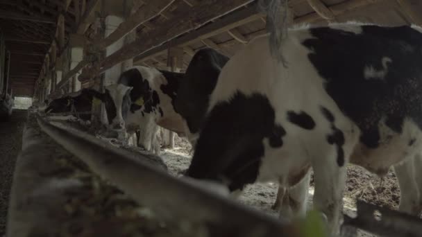 Krowy krowy na farmie. Rolnictwo. — Wideo stockowe