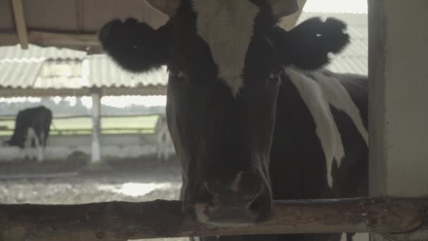 Kühe auf dem Hof. Landwirtschaft. — Stockvideo