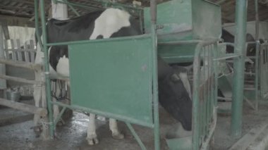 Çiftlikteki inek inekler. Tarım.