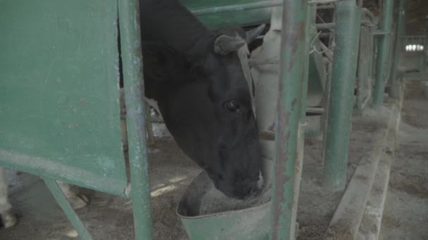 Коровы на ферме. Сельское хозяйство . — стоковое видео