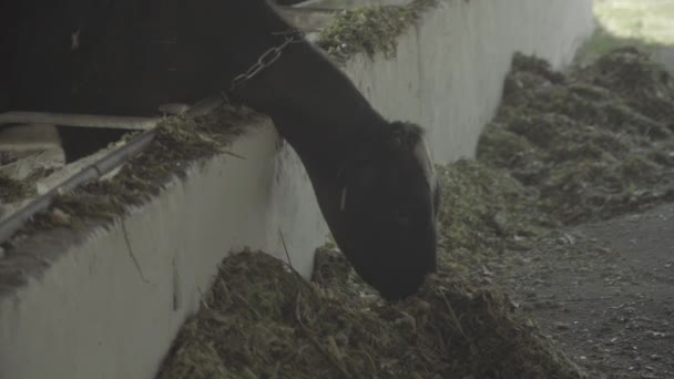 Vacas en la granja. Agricultura . — Vídeo de stock