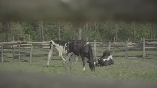 Koeienkoeien op de boerderij. Landbouw. — Stockvideo