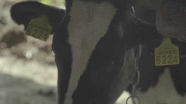 Vacas vacas na quinta. Agricultura . — Vídeo de Stock