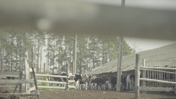 Mucche di mucca nella fattoria. Agricoltura . — Video Stock