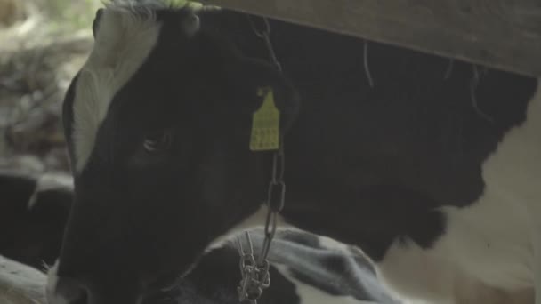 Koeienkoeien op de boerderij. Landbouw. — Stockvideo